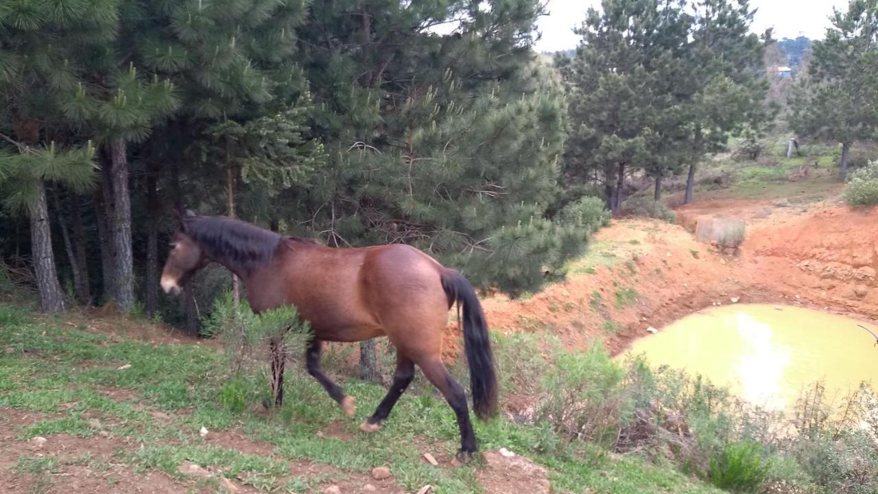 Chale Estancia Ouro Verde Lages Eksteriør bilde